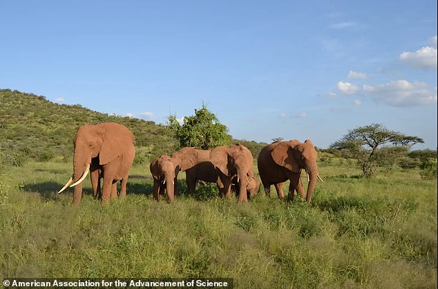 The researchers tracked the elephants for 14 months in the Samburu National Reserve and Amboseli National Park, where they captured 101 individual elephants calling to each other.