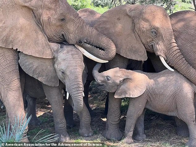 Elephants use trumpet sounds and low rumbling sounds to communicate, including low-frequency sounds that the human ear cannot hear