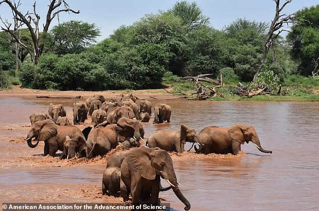 Researchers played the recordings and confirmed that the elephants responded 