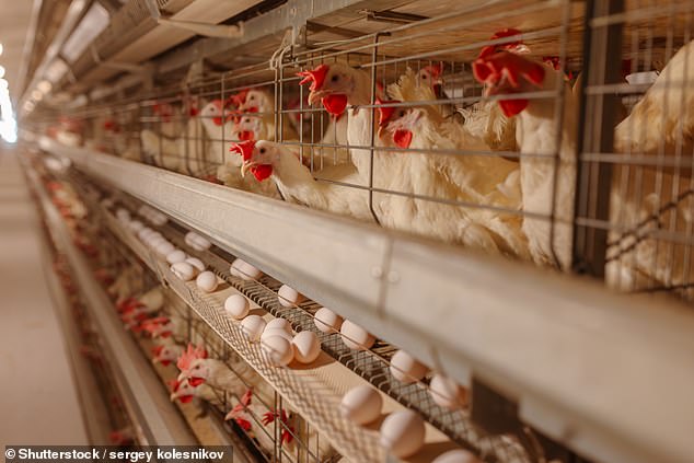 Tensions rose when a child returning from India was confirmed as Australia's first case of bird flu A (H5N1), which has led to widespread bird deaths worldwide.  Chickens on a poultry farm are depicted