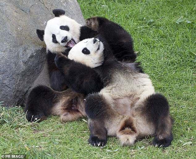 Prime Minister Li will visit the giant pandas at the Adelaide Zoo (pictured) as part of his visit Down Under