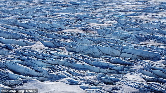 Algae that lies dormant on the ice begins to bloom in the spring, turning large areas of the ice black.  When the ice turns black, its ability to reflect the sun decreases and this accelerates the melting of the ice, worsening global warming