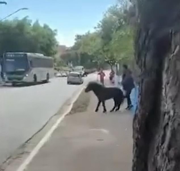 With nowhere to go, the pedestrian was backed against a wall as the horse kicked him at least six times.  The extent of his injuries is unknown