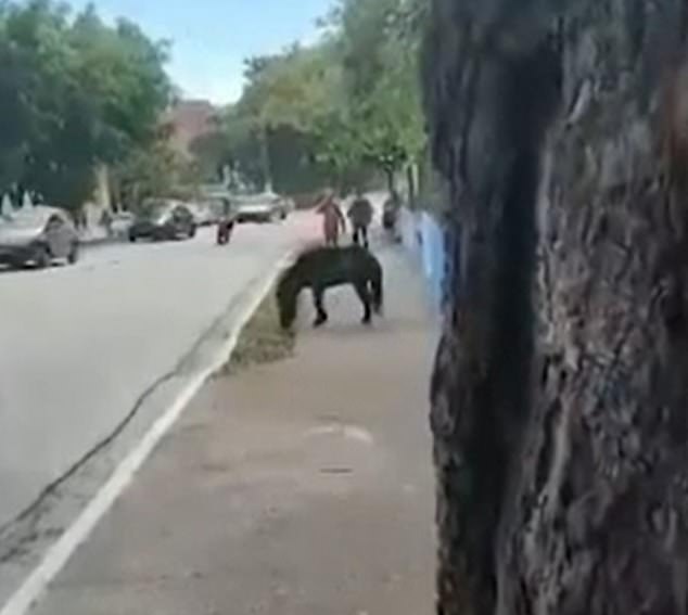 Horses are not allowed to ride through the streets in São Paulo unless they are with the police or military