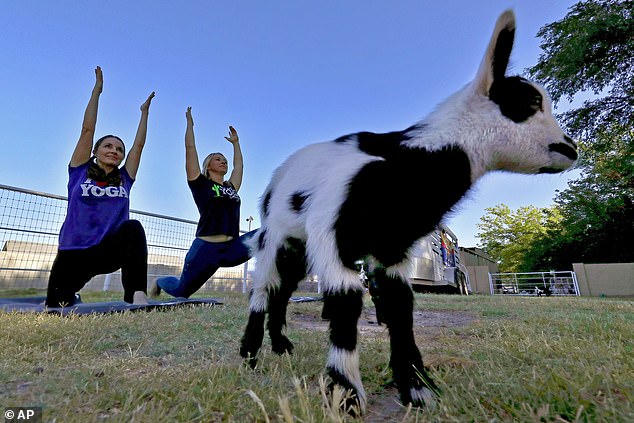 Sarah Williams, right, and April Gould teach an online goat yoga class in Gilbert