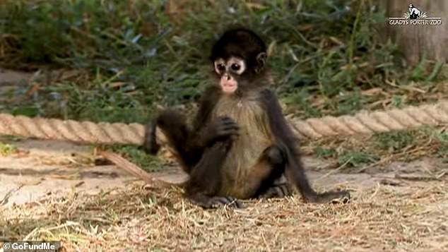 Gladys Porter Zoo cares for 19 Mexican spider monkeys and two howler monkeys seized by federal authorities, including border agents, along the Texas-Mexico border