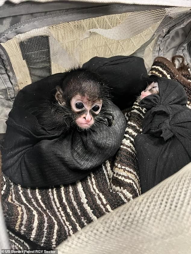 Two of three monkeys found in a vehicle stopped at a checkpoint in Falfurrias in April