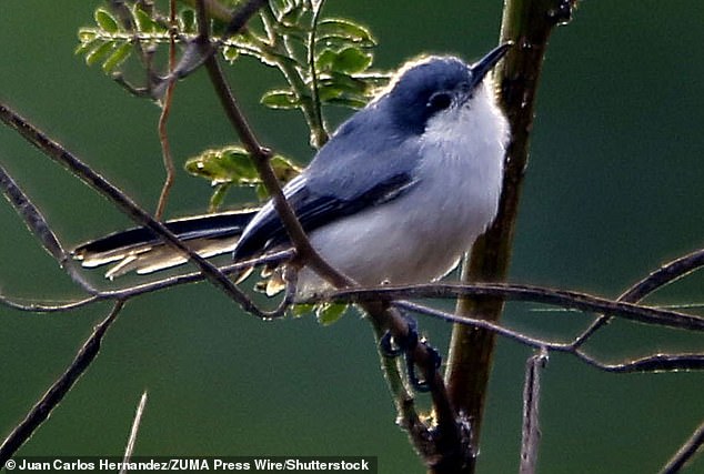 The equally endangered California gnatcatcher bird also has a home on the trail