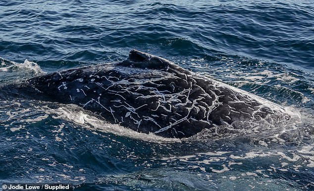 The unusual markings on the humpback whale have experts intrigued about what causes them