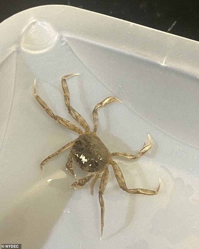 The invasive crab has been known to steal fishermen's bait, damage equipment and worse, clog power plant cooling systems, according to the New York Department of Environmental Conservation.