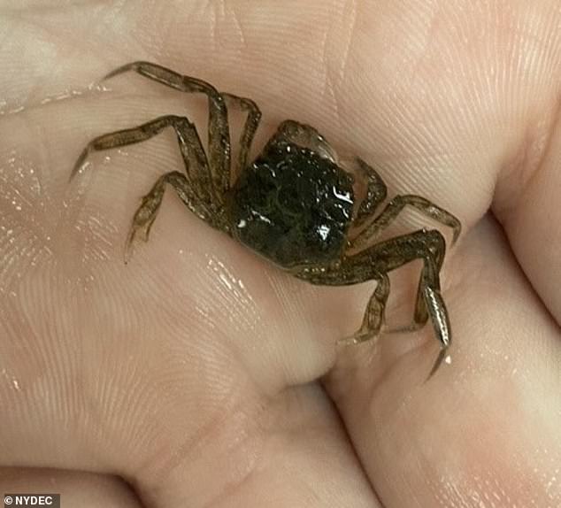 Conservationists implored the public to look out for 'a notch in the carapace between the eyes and four small lateral spines on each side of the carapace for additional identification markings in young crabs' (as pictured above)