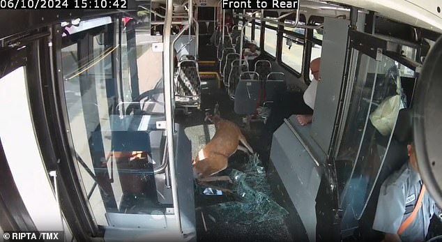 The deer suffered an extensive head wound and startled a passenger, who immediately began kicking the deer away and standing on a bus seat