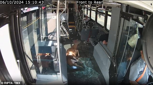 The deer fell onto its side and onto more broken glass, but the animal appeared unable to get up and succumbed to its injuries while still on the bus.