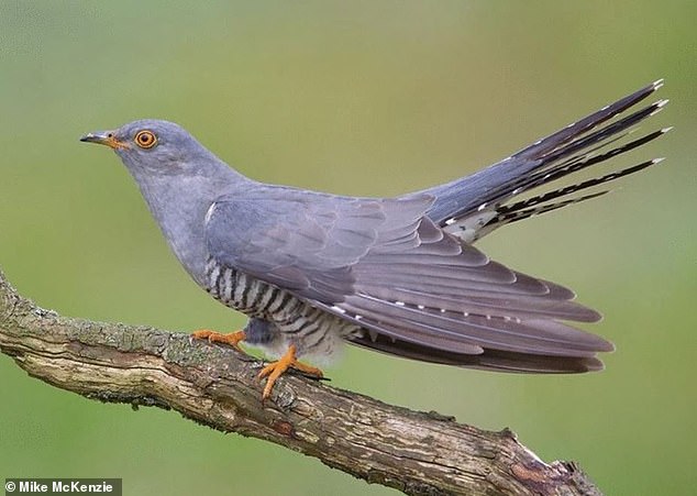 Archaeologists suggest the structure mimics the mythological 'imprisonment of the cuckoo', in which a young cuckoo (pictured) is imprisoned to make it sing and prevent the end of summer.