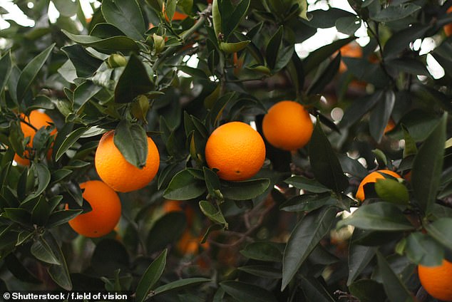 Many Australian orange juice producers use imported juice concentrate and blend it with locally squeezed citrus fruits to keep costs down