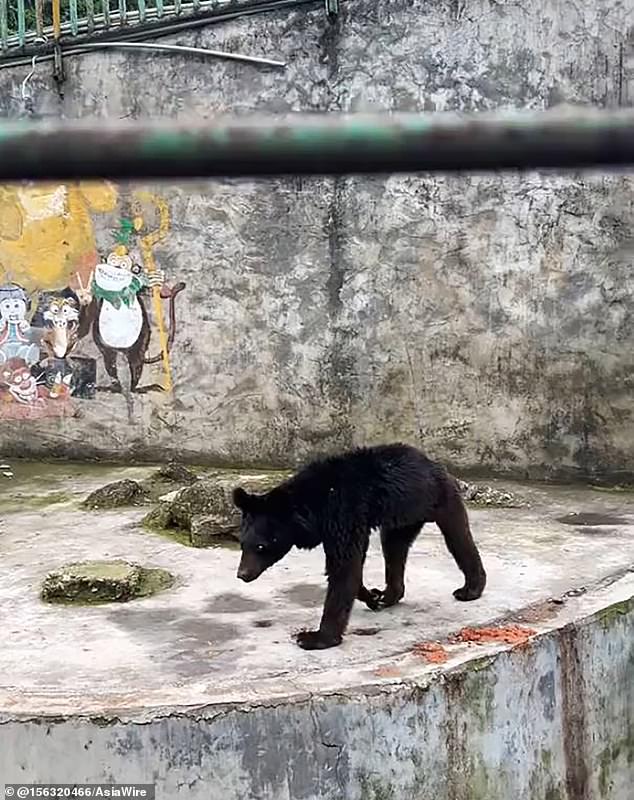 A shocked visitor shared the video on social media, showing the bear looking miserable as it could barely move on its extremely thin legs and had an almost invisible waist.