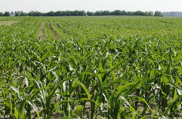 Ethanol is made from corn.  About 40 percent of U.S. corn production goes toward making the fuel.