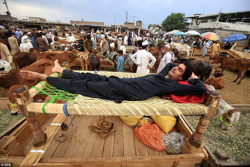 A vendor rests at a sacrificial animal market ahead of Eid Al-Adha in Peshawar, Pakistan, on Wednesday