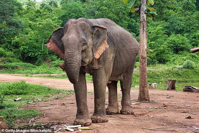 Laos was known as the 'Land of a Million Elephants', but there are now only 300 wild elephants left, Annabel reveals