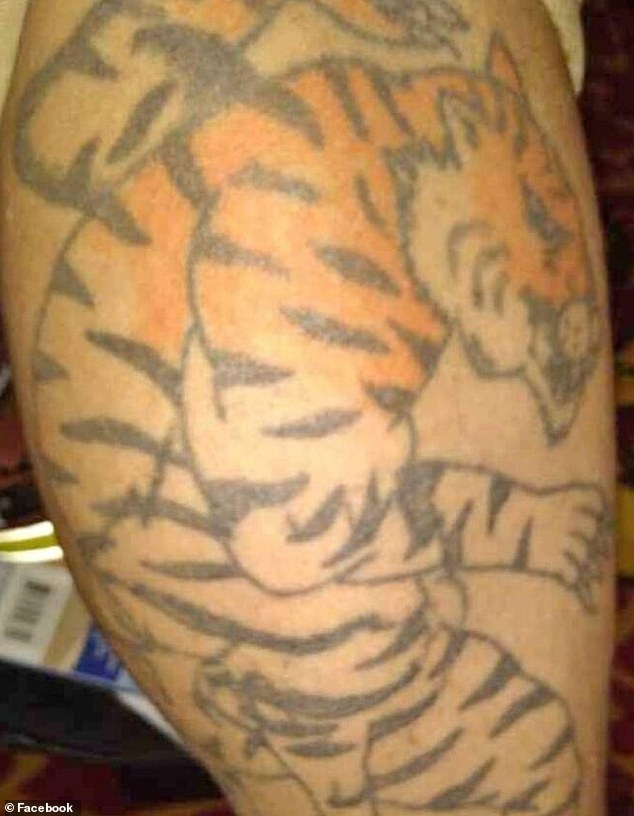 This tattoo of a tiger looks like it has been left incomplete and only half of the drawing is filled in with color