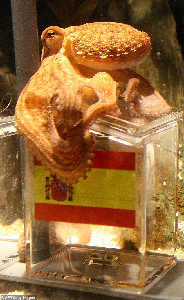 Paul the Octopus became famous in 2010 after successfully predicting that Spain would win the World Cup that year