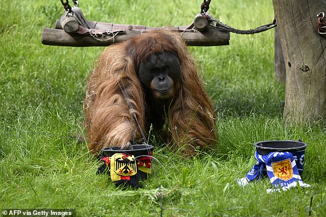 Orangutan oracle Walter, who lives at Dortmund Zoo, is seen placing his tip ahead of tonight's match between Germany and Scotland