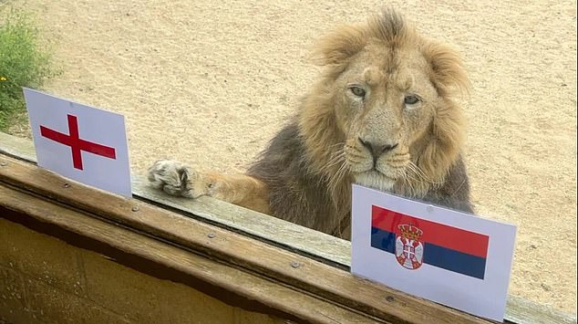 While many predictions have come in from animals across Germany this evening ahead of their opening match, a lion has predicted that England will play the opening match of the tournament against Serbia on Sunday.