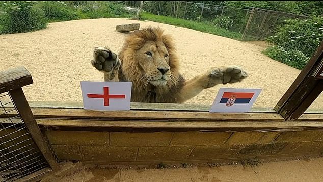 Rana, a male lion who lives in the Cotswold Wildlife Park near Burford, Oxfordshire, looked at photos of the flags of both countries before jumping to the window of his enclosure and putting a paw on each of them