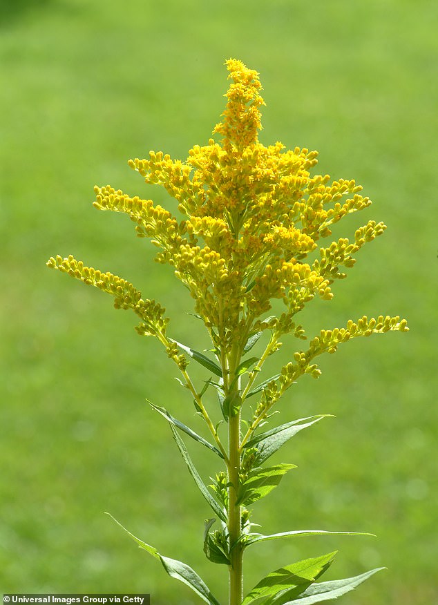 The revelation came from studying goldenrod, flowering plants found in North America, Europe and Asia, as the team observed how it responded when eaten by beetles.