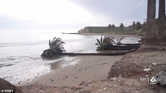 The beach was also known for its 100-year-old palm trees, which were blown down during the storms