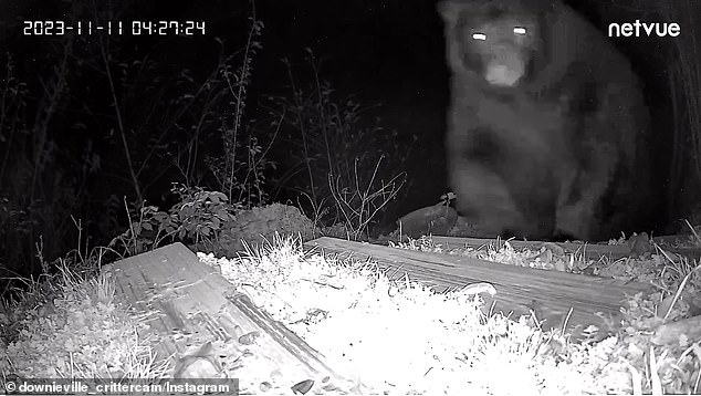 A black bear is pictured on the surveillance camera in November 2023