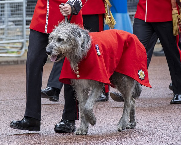 Seamus the Irish Wolfhound was one of the stars of the day