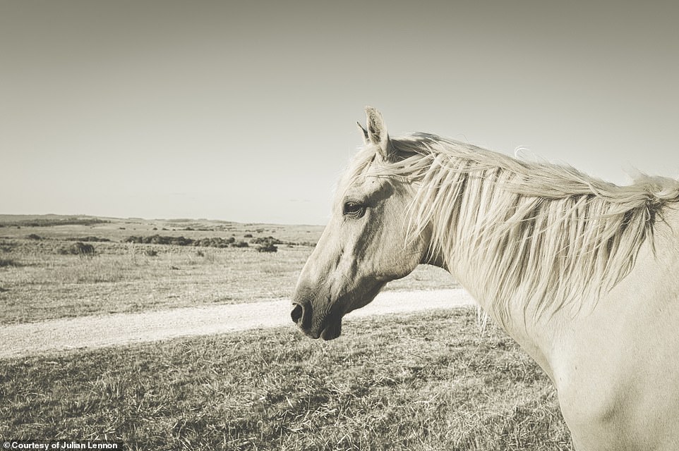 The avid photographer selected 200 photos from more than a decade of travel to share with his fans.  Above, a photo entitled 'Wadee' shows a 'majestic' horse that Lennon first met during his trips to Uruguay this year
