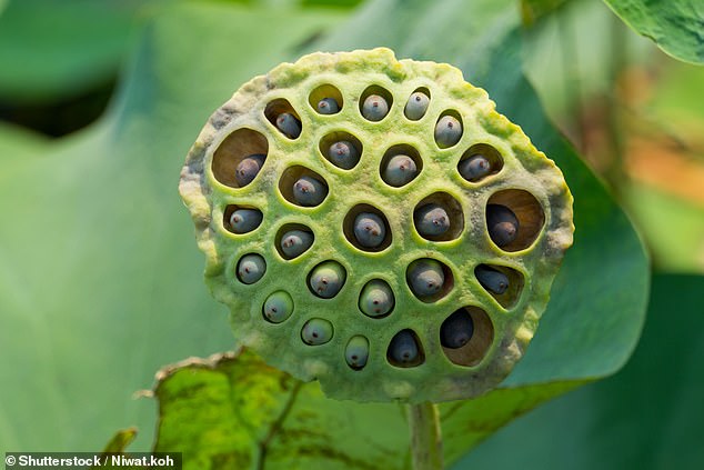 Researchers tested participants by showing them images of a lotus seed pod like this one.  Those who had heard of trypophobia were more likely to find this image disturbing (stock image)