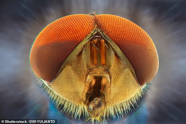 The researchers suggest that some people have an innate fear of structures such as insect eyes, which they spread to other people via the Internet (stock image)