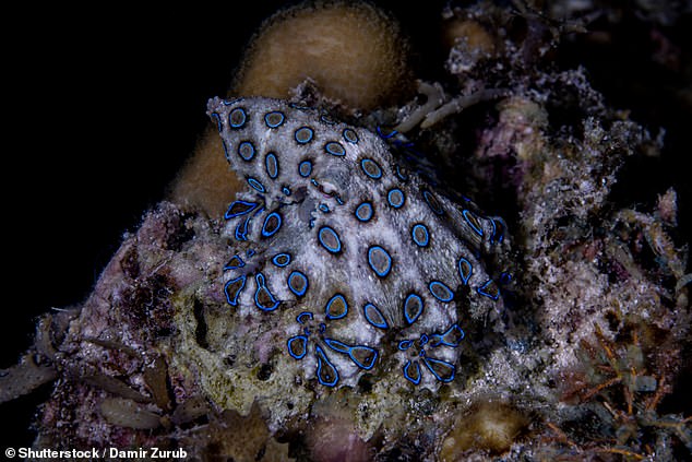Some researchers point out that there is a similarity between trypophobic images and the patterns of venomous creatures such as the blue-ringed octopus (stock image)