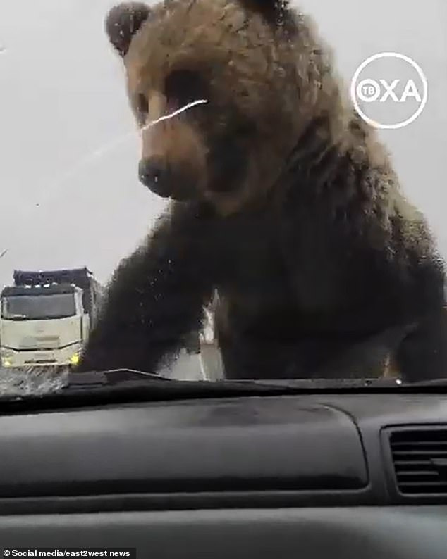 The young bear climbed onto the hood and rocked the Honda C-RV