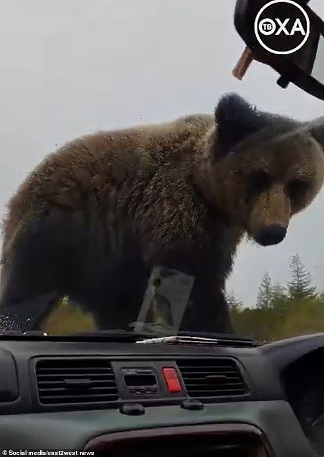 The driver tried to scare the bear by sounding the horn and revving the engine