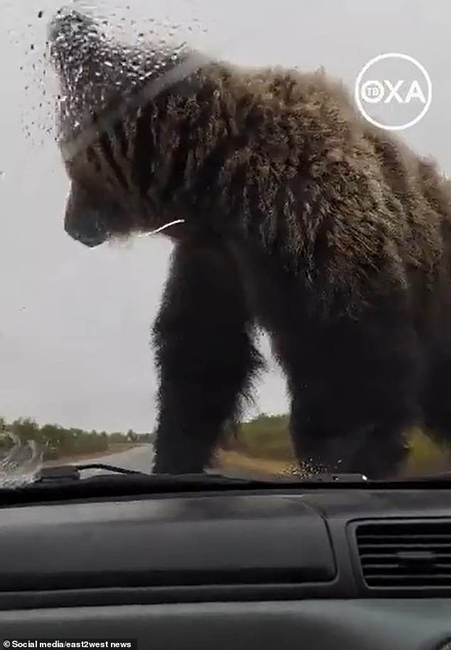 However, the bear didn't seem bothered and continued to attack the car