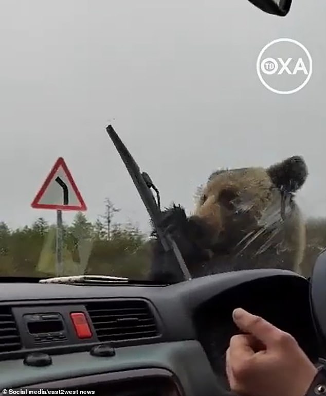 The bear tore off the windshield wiper on the driver's side of the car