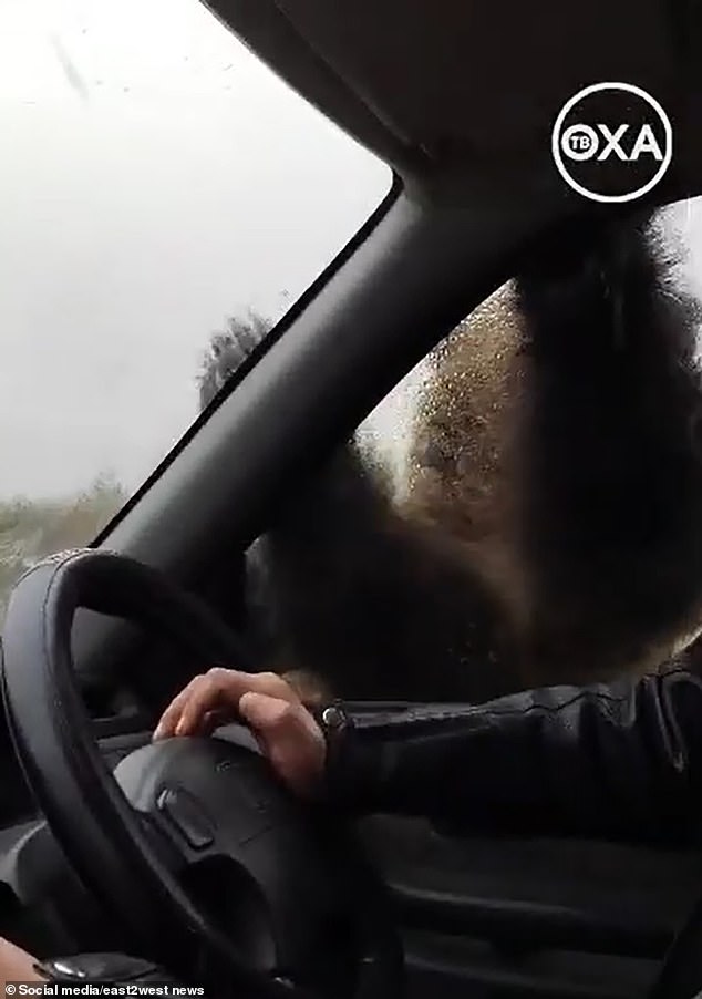 A woman in the SUV can be heard screaming in fear as the bear scratched the car