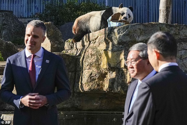 Chinese Prime Minister Li Qiang (pictured center) announced a panda swap at the Adelaide Zoo on Sunday