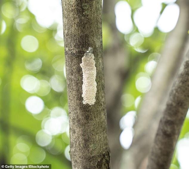 A Border Protection station discovered 11 viable egg masses while inspecting a 30-foot art installation shipped from New York where the spotted lanternflies have already found a permanent home
