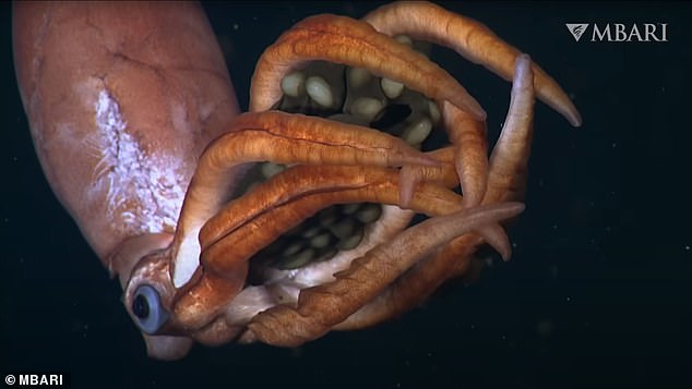 Normally, deep-sea squids produce up to 3,000 much smaller eggs, in what experts call a 'bet-hedging' strategy these creatures have developed to increase their species' chances of survival.  The new squid (above) was spotted with only about 30 to 40 much larger eggs