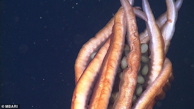 1718668101 531 Mysterious deep sea mother squid is spotted with dozens of giant
