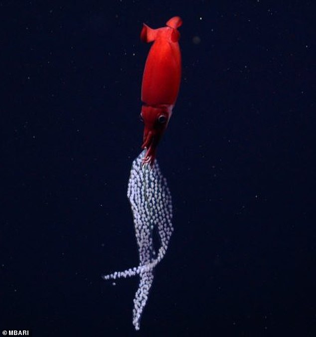 All earlier deep-sea squids in this Gonatidae or Gonatus family have been recorded as reproducing via eggs no larger than about a quarter of an inch (six millimeters).  Above, the squid Bathyteuthis berryi documented with a more typical brood of smaller squid eggs