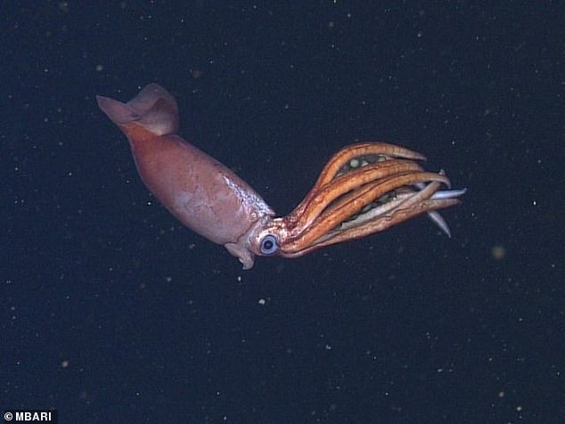 1718668106 326 Mysterious deep sea mother squid is spotted with dozens of giant