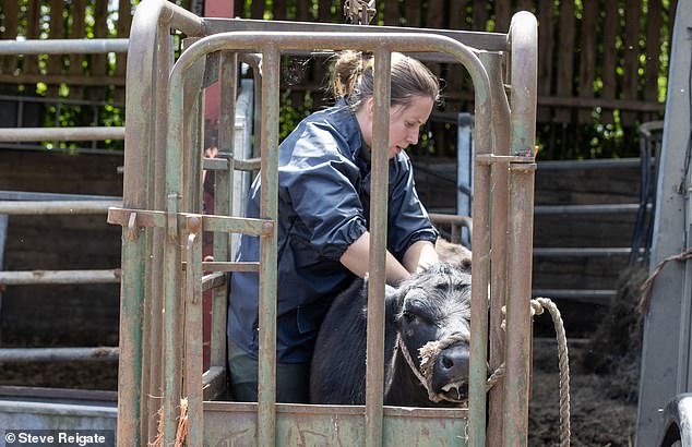 The calf is being treated by Rebecca Collins, a veterinarian