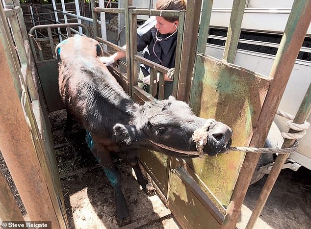 The calf received medical care after the incident