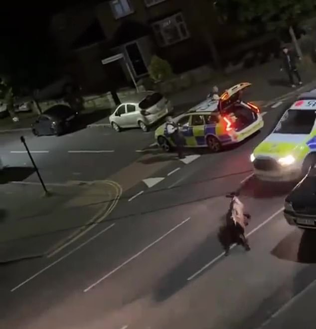 Police officers rammed a cow with their police car in Staines-upon-Thames, west London